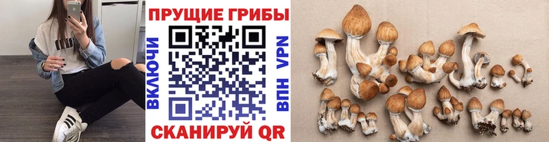 Купить где  Чулым  Псилоцибиновые грибы Psilocybe 